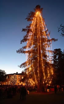 Christmas Tree Lighting to Feature Pickles