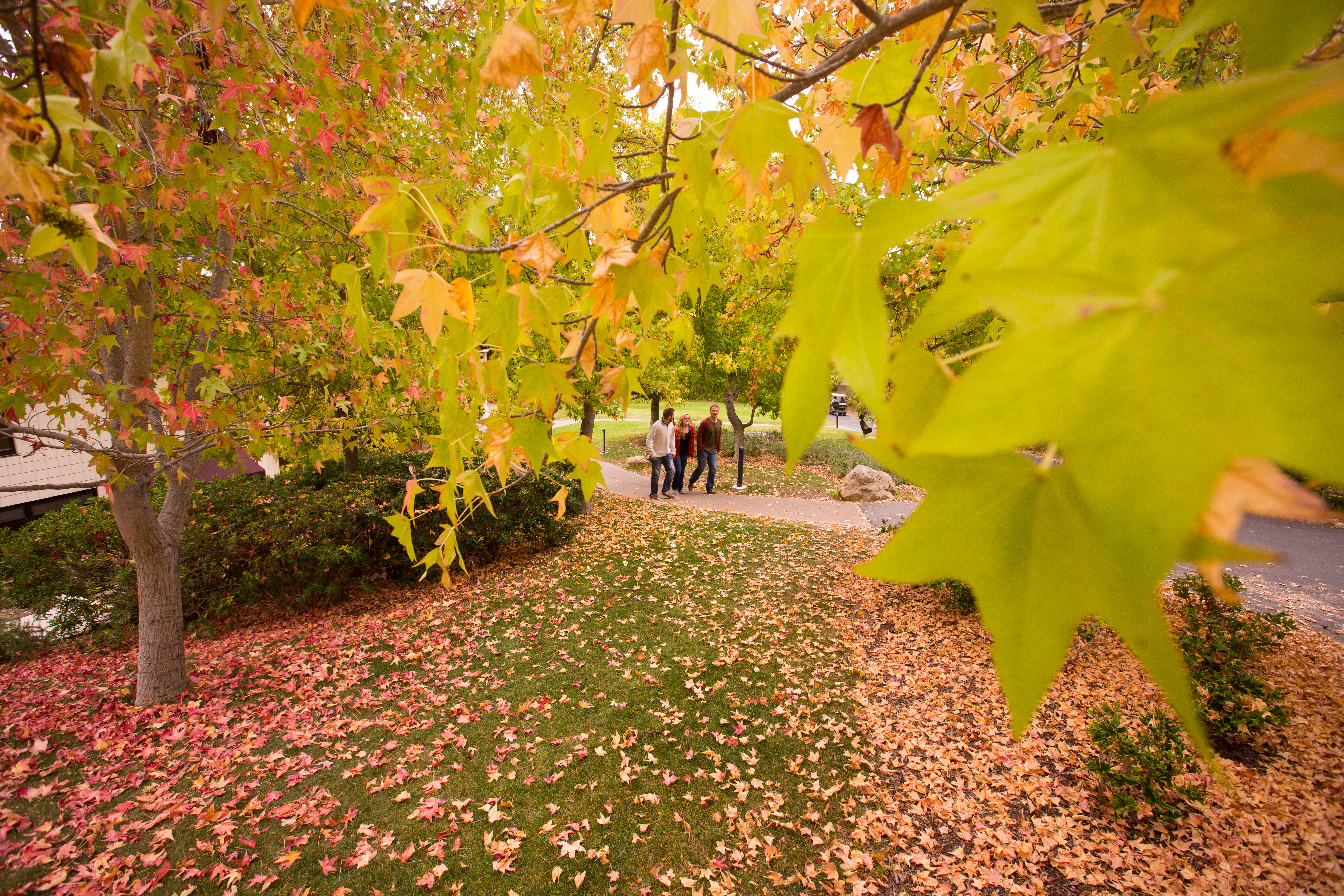 westmont students on campus fall