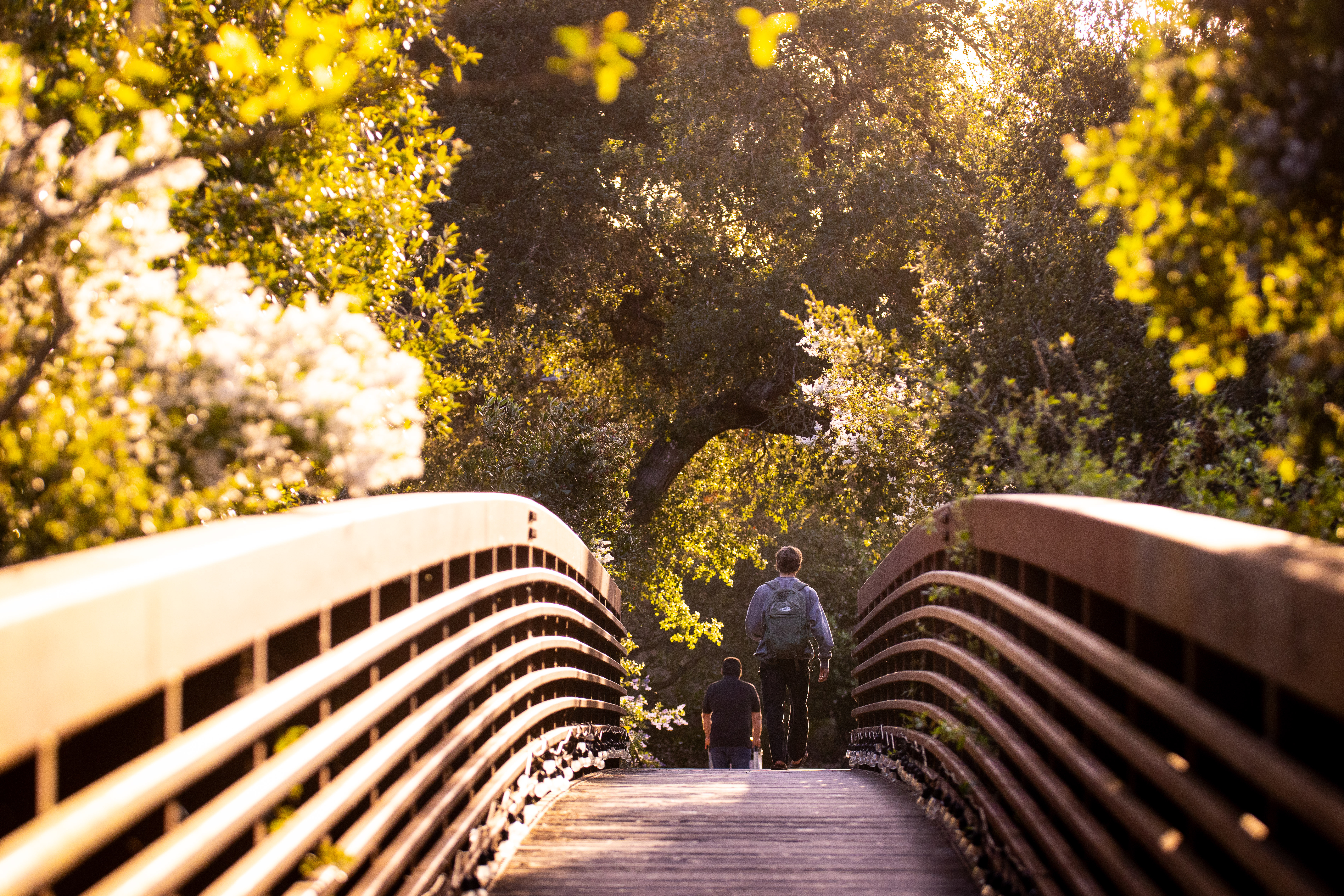 male students walking over bridge westmont campus