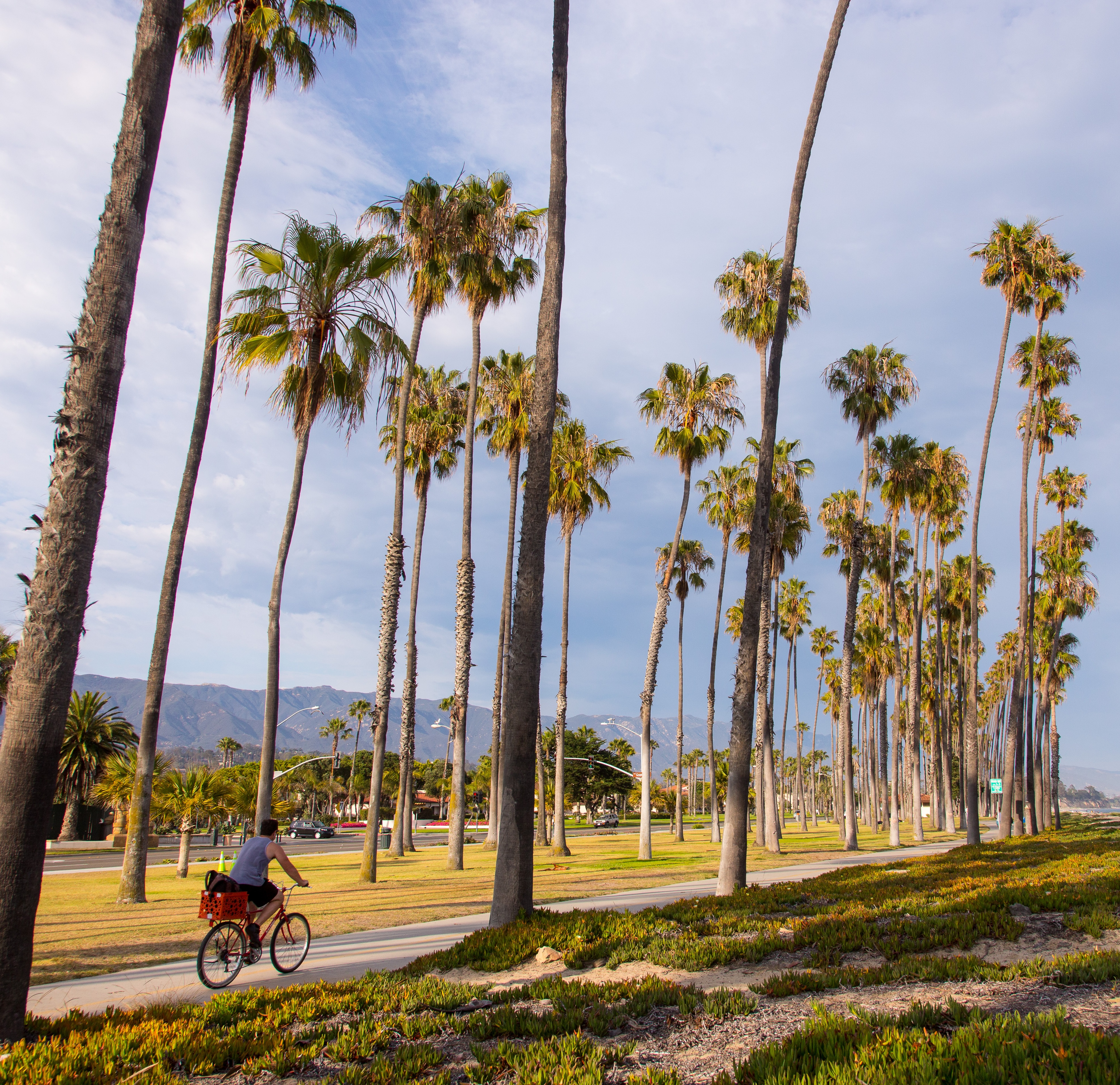 man riding bike through east beach palm trees