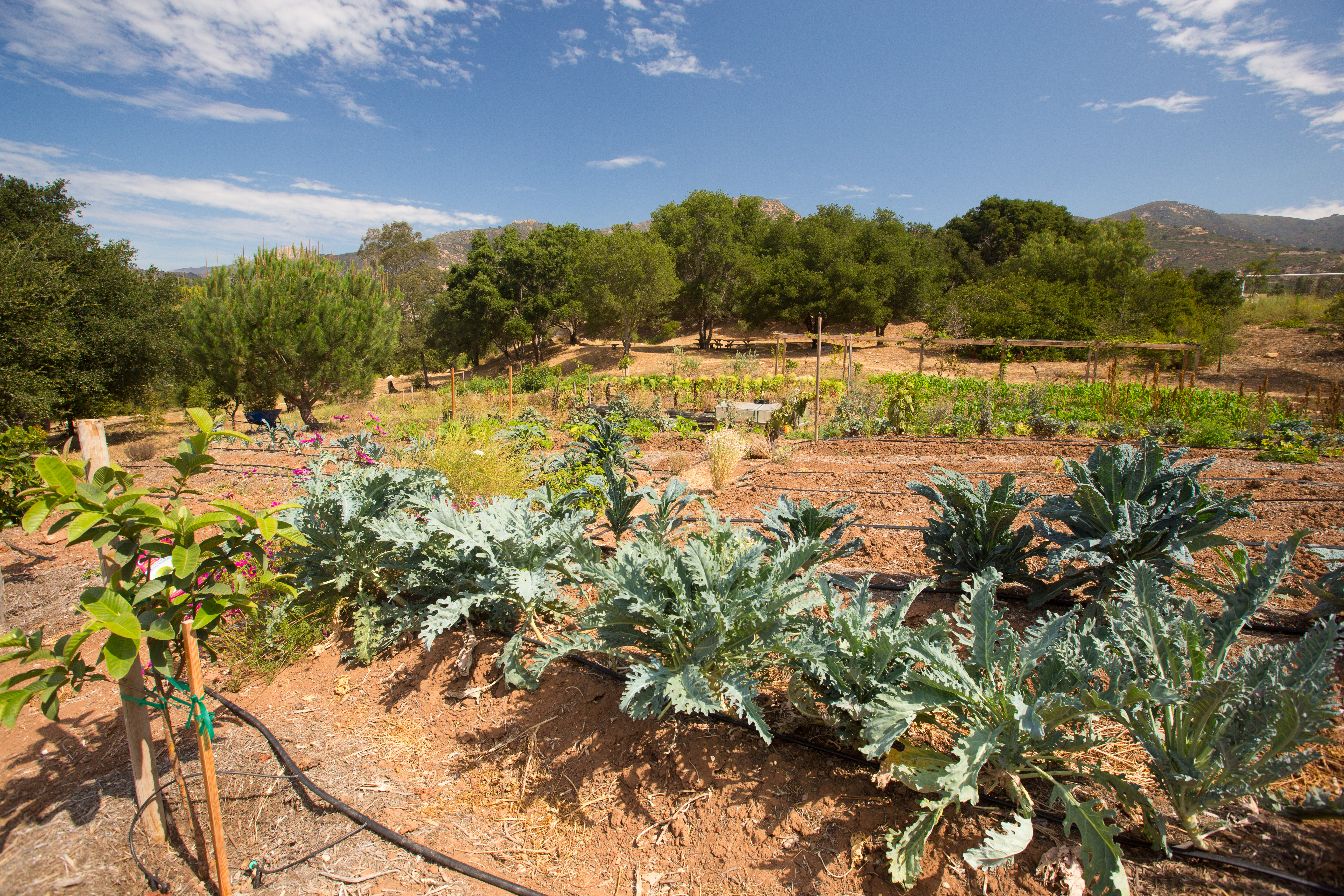 westmont garden