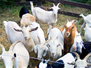 Brush-eating Goats