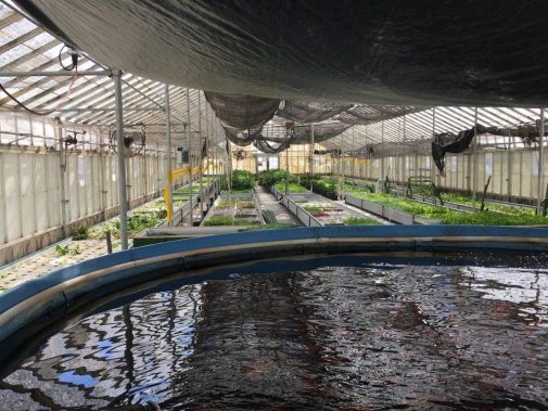 Eco Conscious Aquaponics uses Unlike other aquaponic operations that grow and harvest fish for food, Eco Conscious Aquaponics uses fish to supply nutrients to the plants