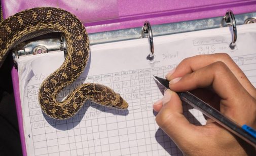 Dr. Amanda Sparkman makes a measurement of a snake while at the Channel Islands (Photo: Eirini Pajak)