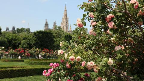 vienna austria garden roses