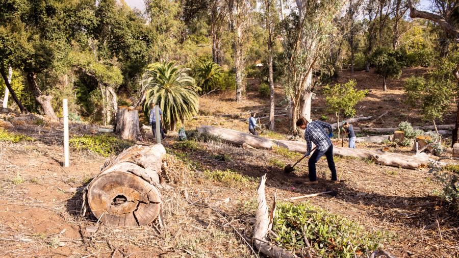 oak woodland restoration project