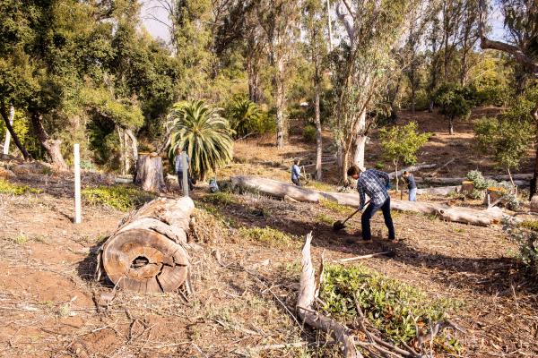 oak woodland restoration project