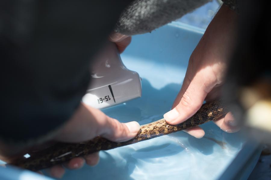 Researcher Takes Measurements of a Snake