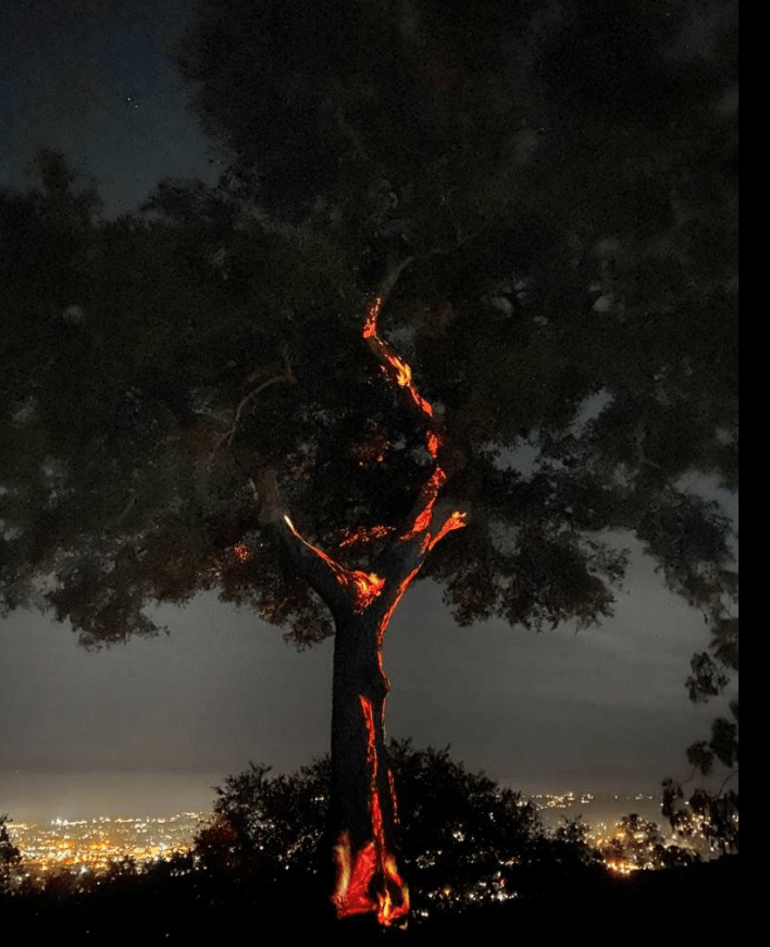 Nighttime image of an oak tree with projected red embers, so it appears to be glowing with fire.