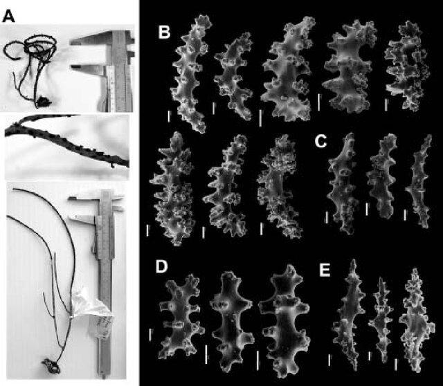 Images of sclerites from gorgonian coral