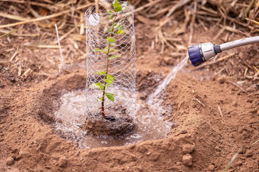 oak tree planting and watering