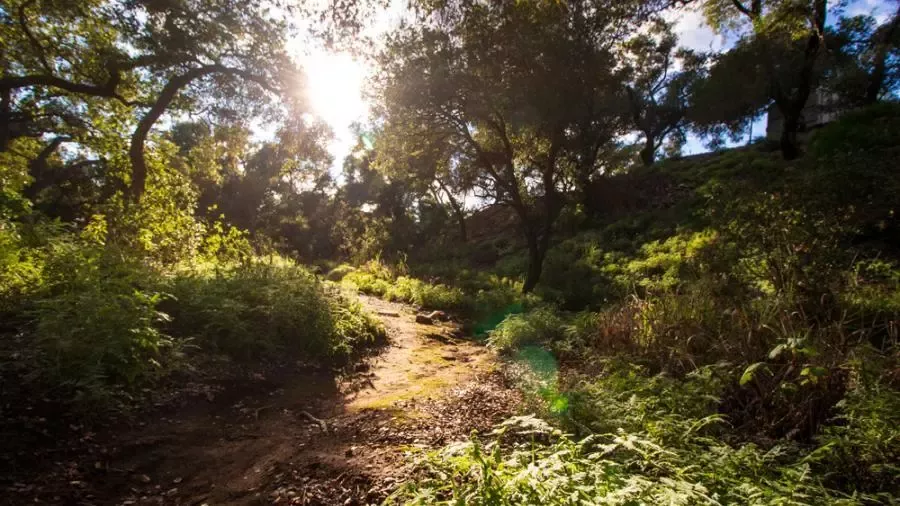 Photograph of grassy green trail with trees.