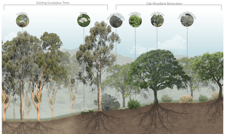 Oak Woodland Restoration Graphic