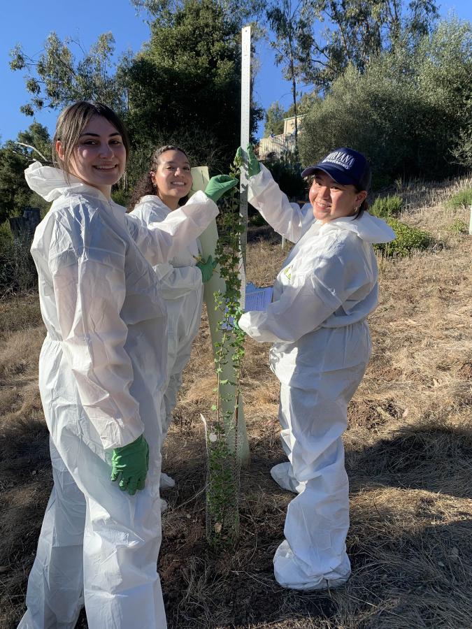 Students measure size of new oaks